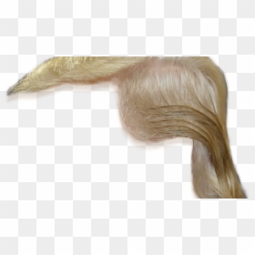 Donald Trump Hair Png (+).