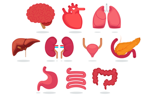 Free Organ Donation Clipart.