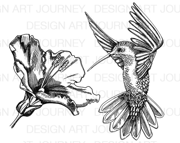 1000+ ideas about Hummingbird Flowers on Pinterest.