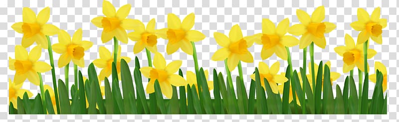 Daffodil , Daffodils transparent background PNG clipart.