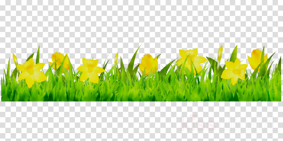 Illustration, Daffodil, Grass, transparent png image & clipart free.