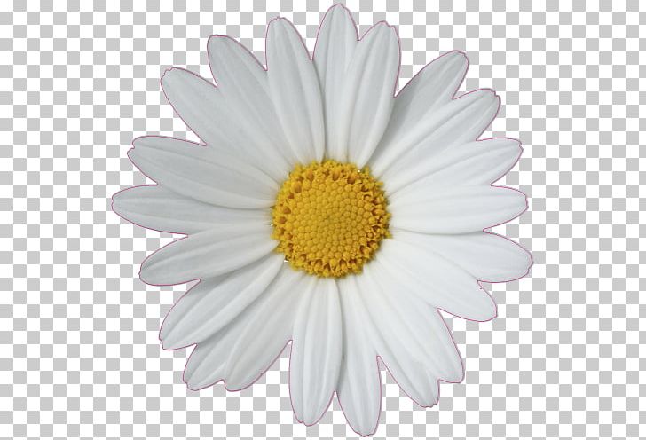 Common Daisy Daisy Chain Daisy Family PNG, Clipart, 3d Affixed Mural.