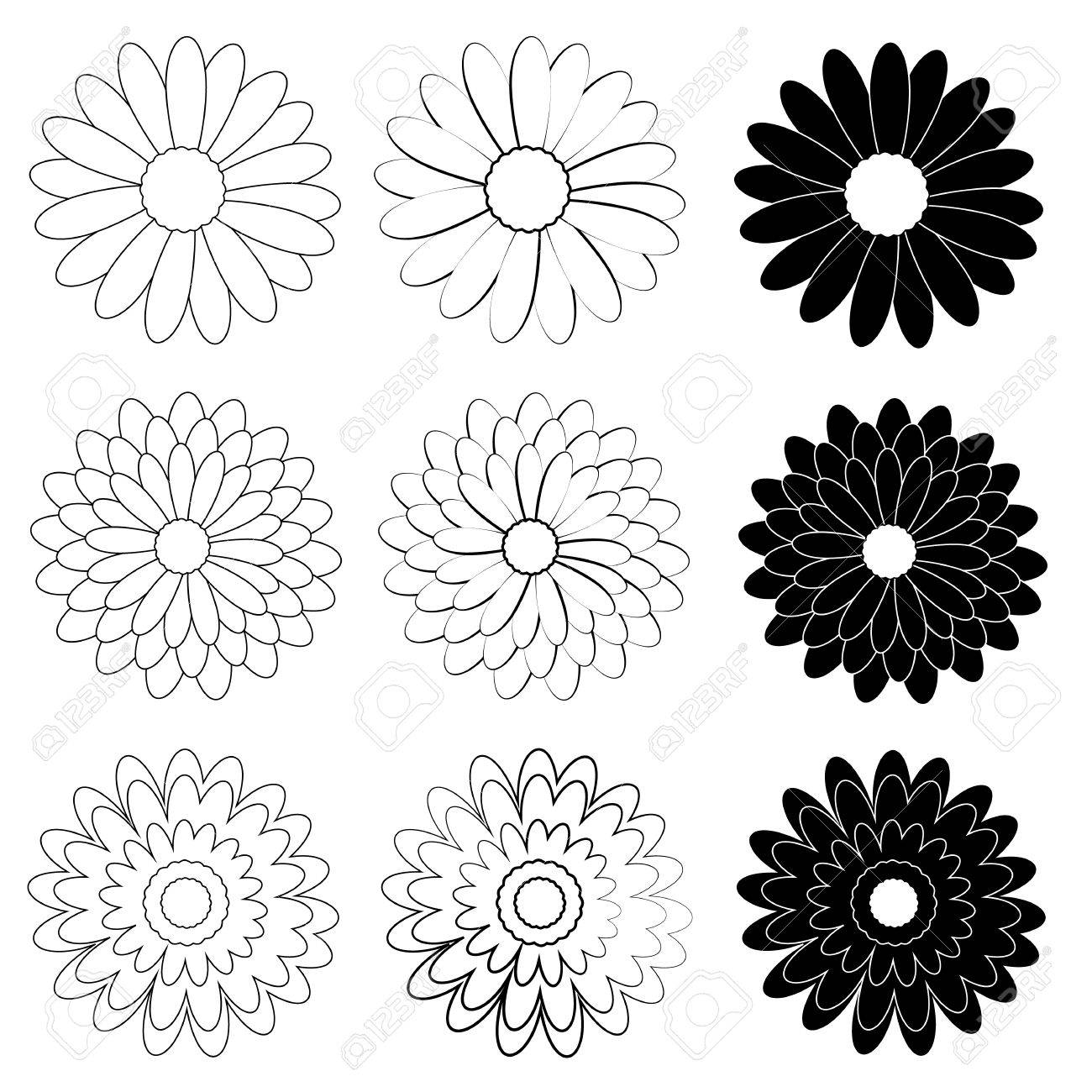 Black and White Daisy flower on white background.