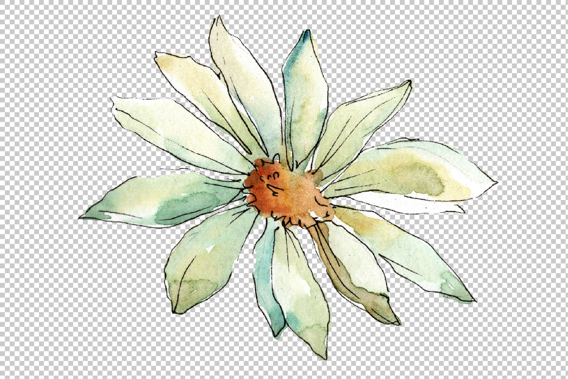 White daisy PNG watercolor flower set.