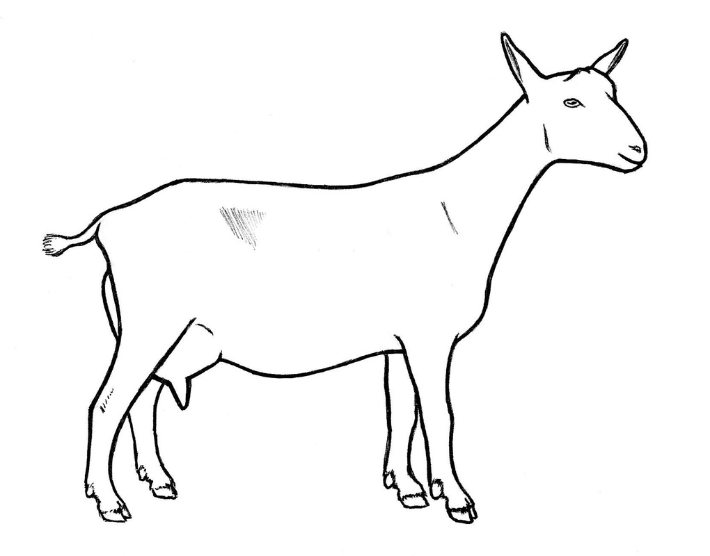 Goat Drawings.