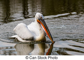 Picture of Portrait of a Dalmatian Pelican.