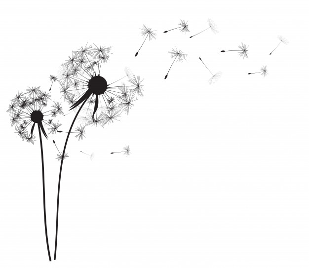 Dandelion Vectors, Photos and PSD files.