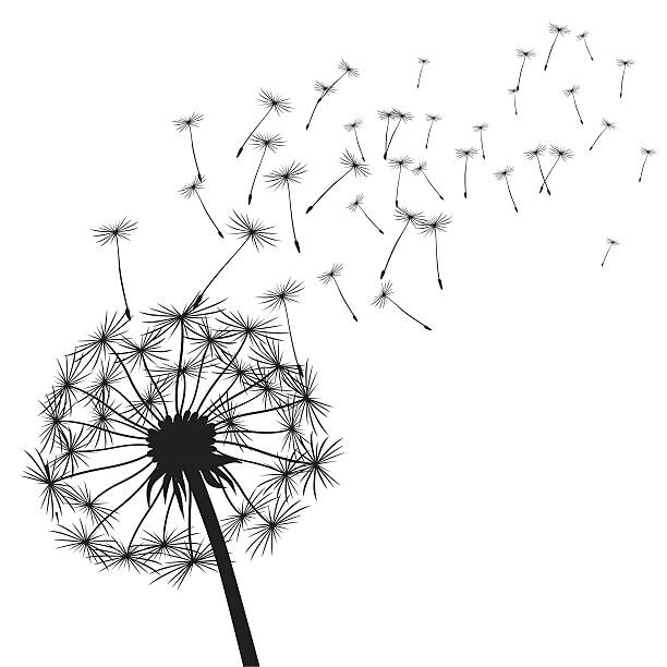 Clipart Dandelion Seed Head.