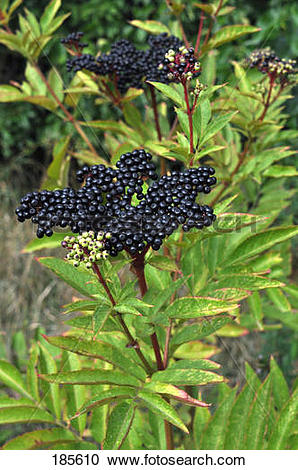 Stock Photography of Danewort, Dwarf Elder, European Dwarf Elder.