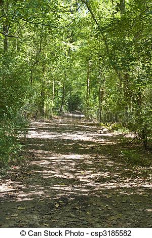 Stock Photo of Woodland Trail Through Sun Dappled Forest.