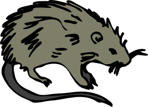 Dead Rat Clipart.