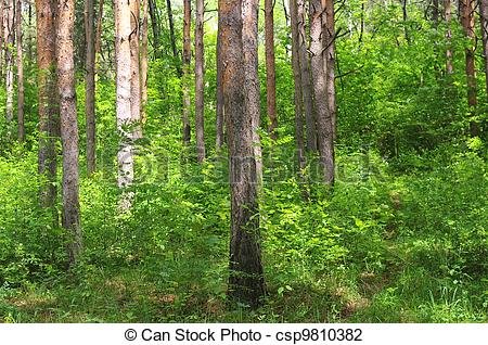 Stock Photo of Mixed forest with deciduous and coniferous trees.