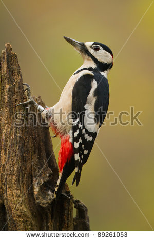 Dendrocopos Major Stock Photos, Royalty.