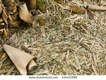 Dried Bamboo Leaves Stock Photos, Royalty.