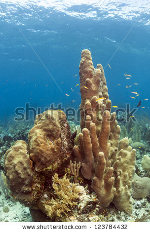 Dendrogyra Cylindricus Stock Photos, Royalty.