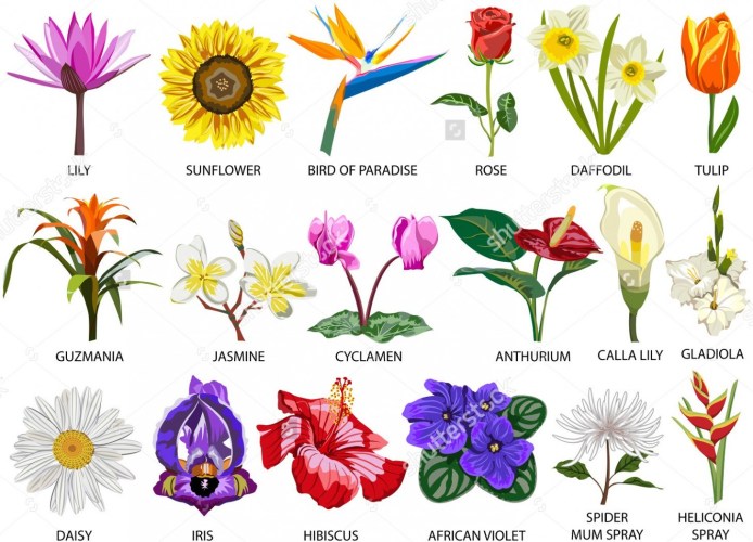 Wildflower clipart different flower.