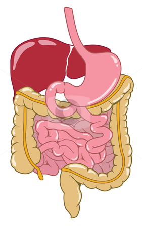 Digestion Funny Clipart.