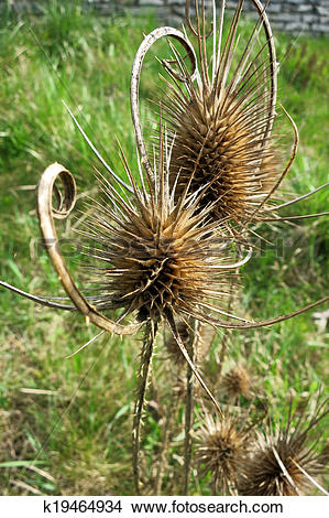 Stock Photo of Fuller's Teasel and Wild Teasel (Dipsacus fullonum.