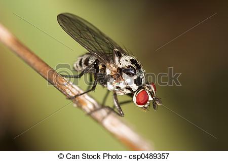 Picture of Fly.