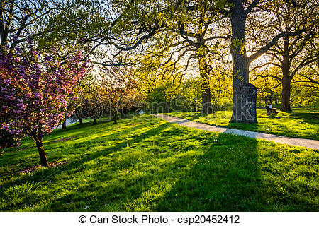 Stock Photography of Evening light on colorful trees in Druid Hill.