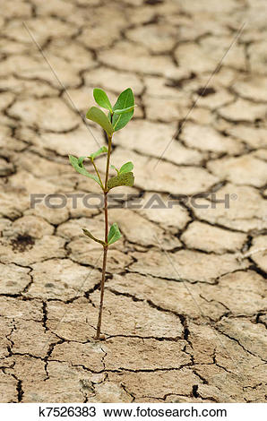 Stock Photo of Plant growing in a crack on dry ground k7526383.