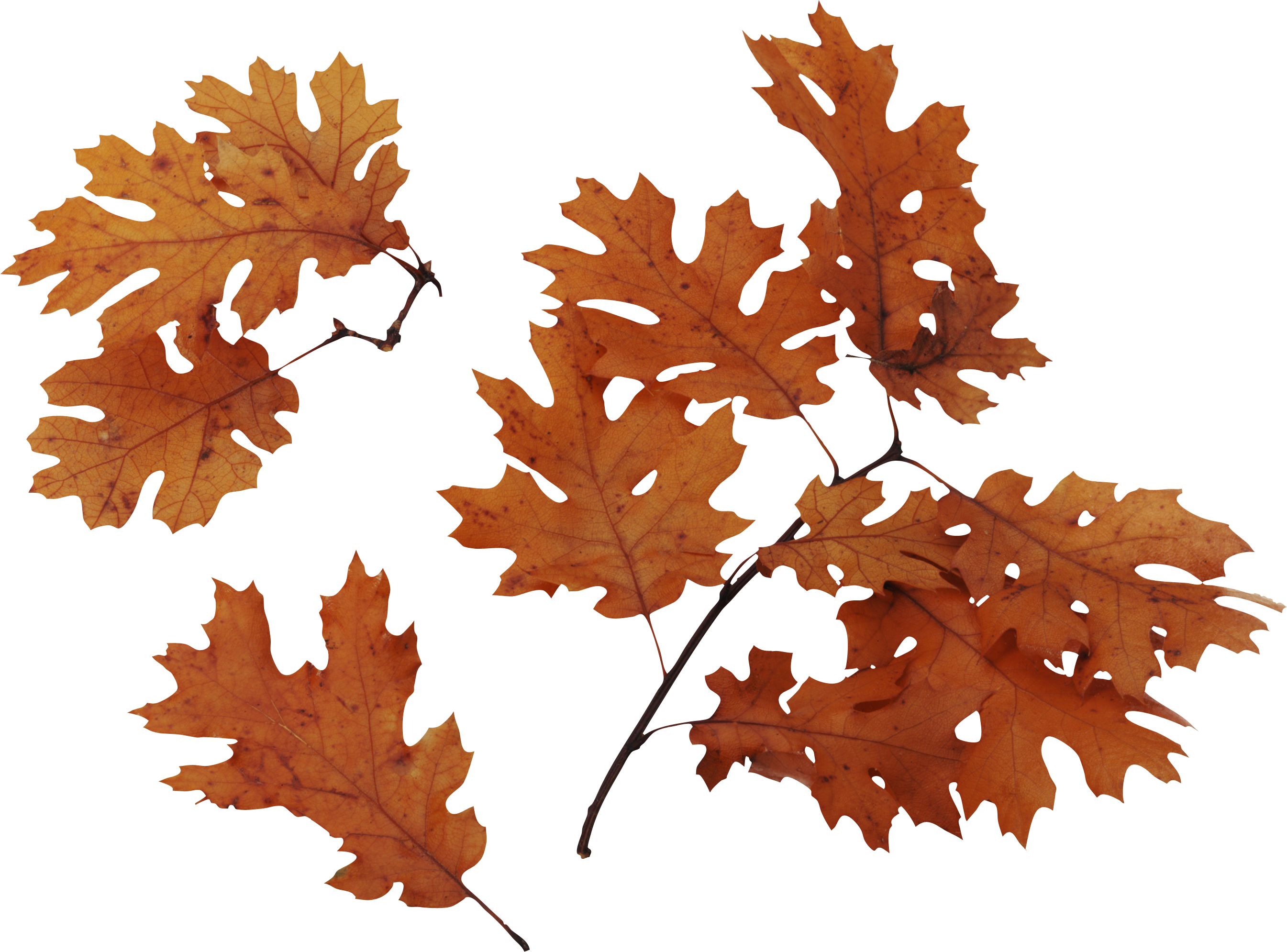 Autumn leaves PNG images, free PNG yellow leaves pictures.