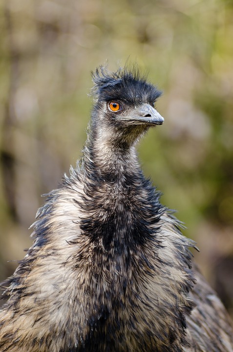 Emu.