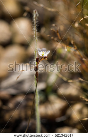 Droseraceae Stock Photos, Royalty.