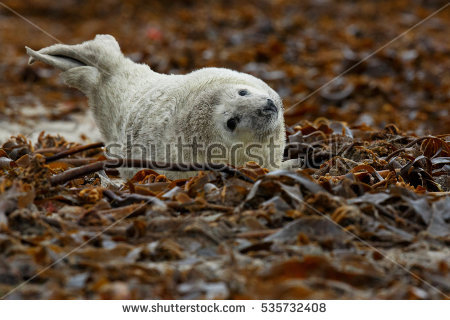 Helgoland Stock Photos, Royalty.