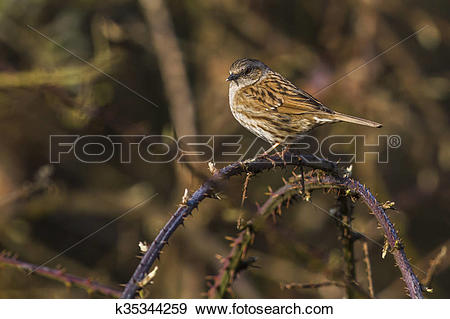 Stock Photograph of Dunnock (Prunella modularis) k35344259.