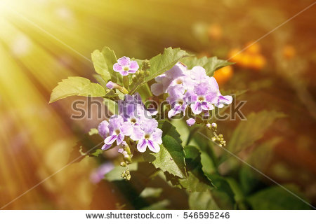 Duranta Repens L Stock Photos, Royalty.