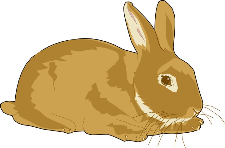 Rabbit Clipart.