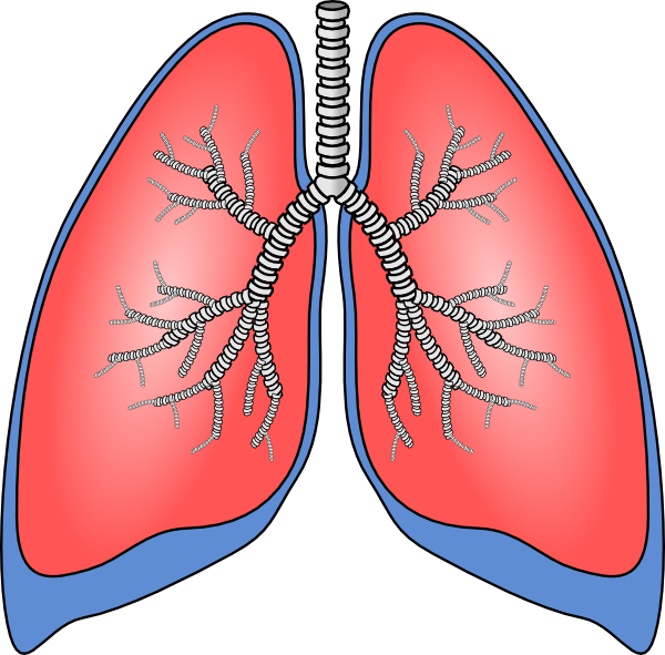 Lungs Clip Art at Clker.com.