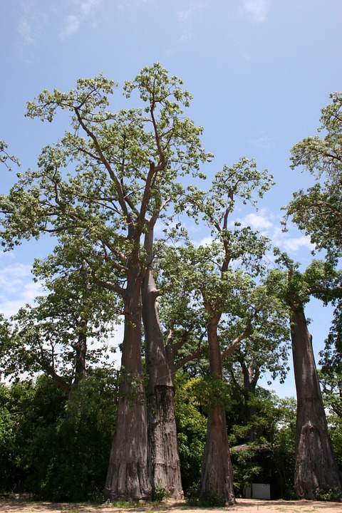 Free photo Agriculture Malawi Organic Tree Embondeiro.