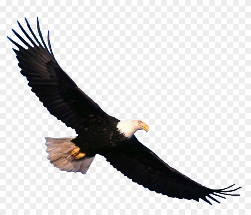 Eagle Png Image, Free Download.