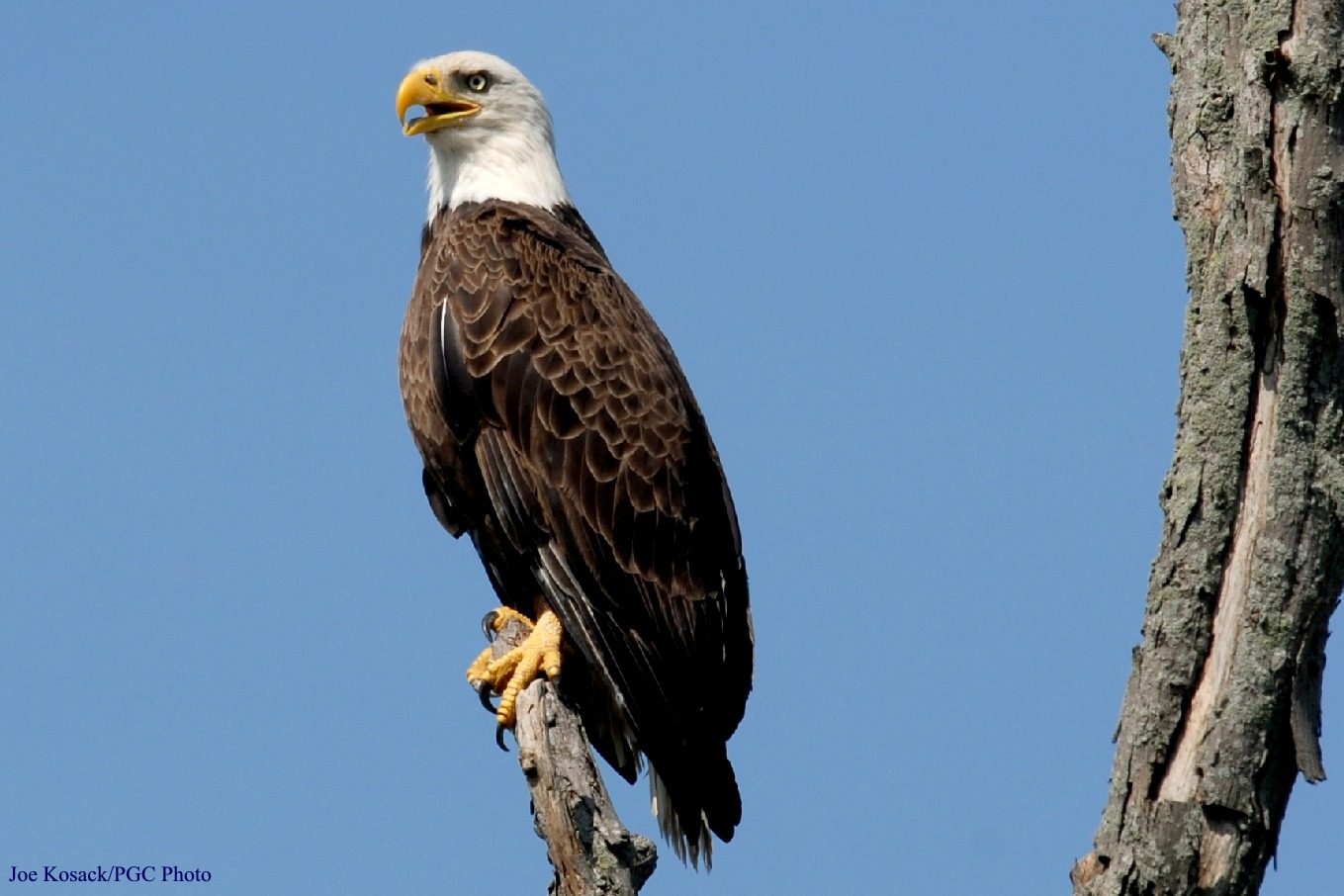 Eagle Pictures.