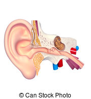 External ear Illustrations and Clip Art. 166 External ear royalty.