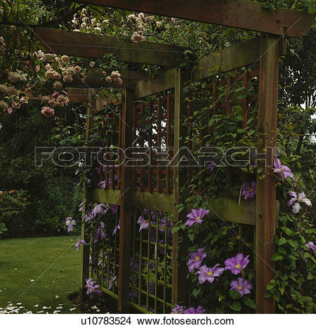 Stock Photo of Shady pergola with early summer pairing of an.