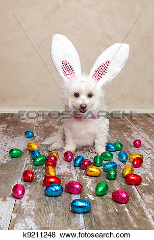 Pictures of Easter bunny dog looking at chocolate eggs k9211248.