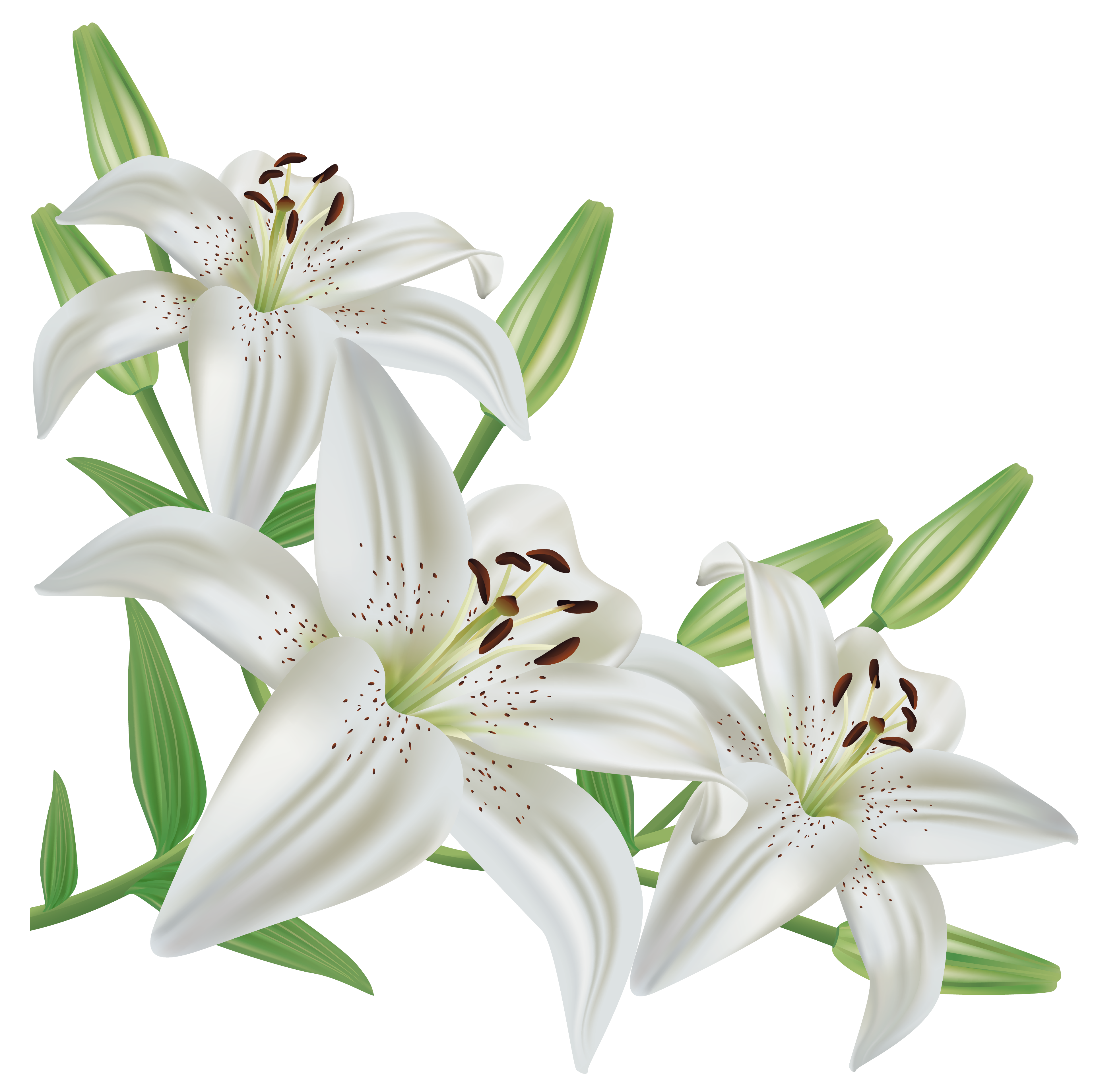 Free clipart easter lily clipart images gallery for free download.