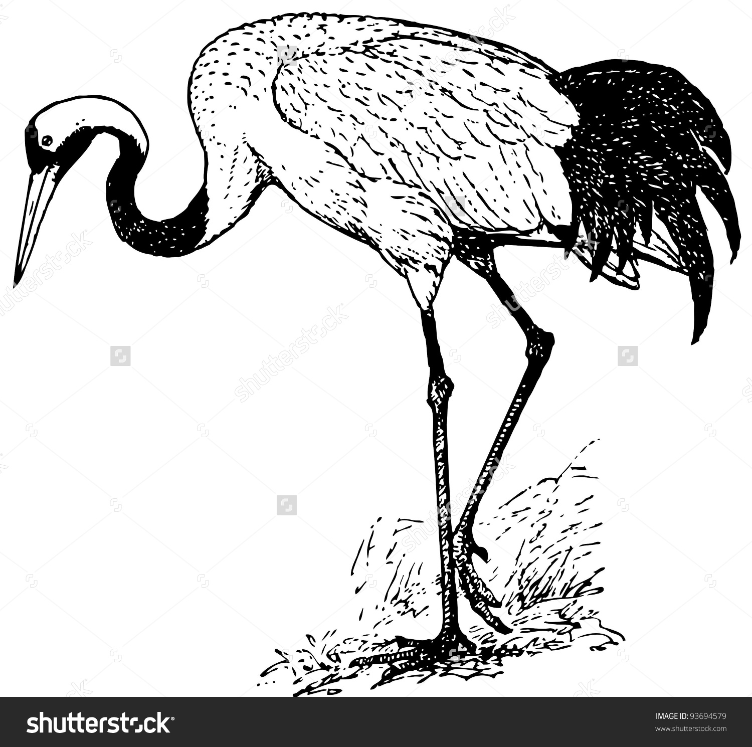 Bird Redcrowned Crane Stock Vector 93694579.