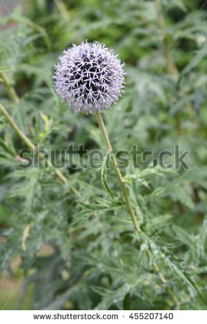 Echinops Bannaticus Stock Photos, Royalty.