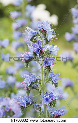 Stock Photo of Viper's bugloss (Echium vulgare) k1700632.