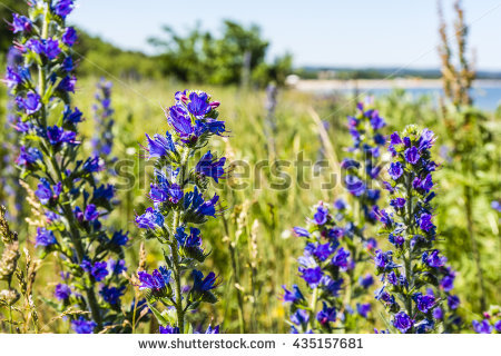 Echium Vulgare Stock Images, Royalty.