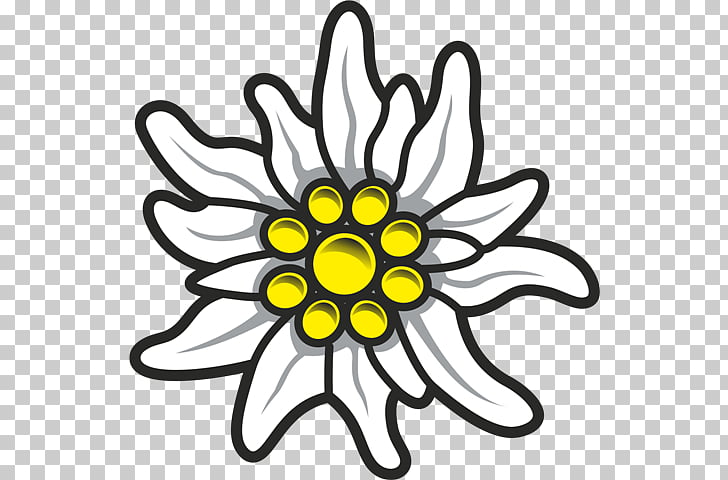 Edelweiss PNG clipart.