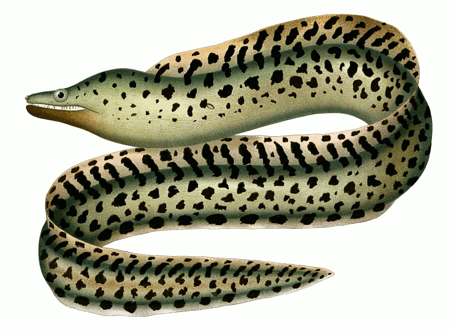 Eels clipart.