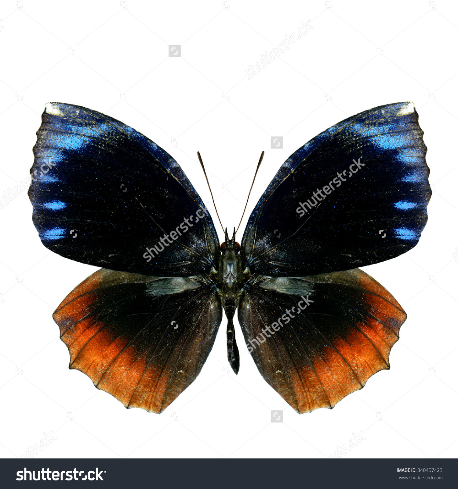 The Beautiful Common Palmfly Butterfly (Elymnias Hypermnestra.