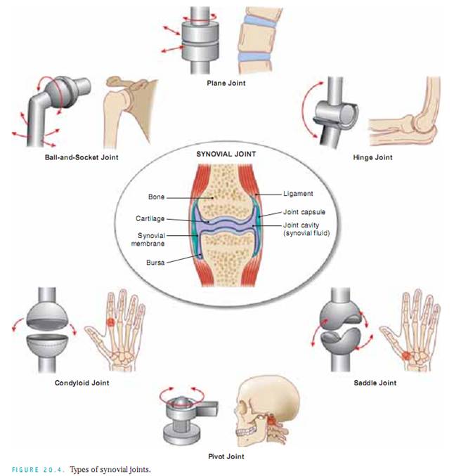 Midterm Exam I Assessment of Musculoskeletal System.