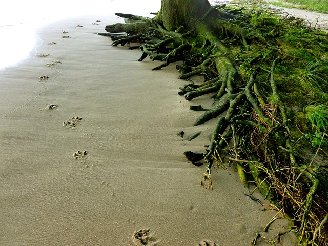 Free photo Monochrome Beach Sand Paw Black And White Prints.