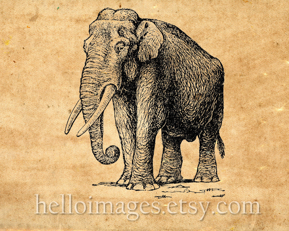 Elephant Clip Art. Vintage Graphic Elephant Print, Instant.